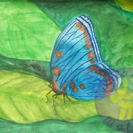 Голубая бабочка