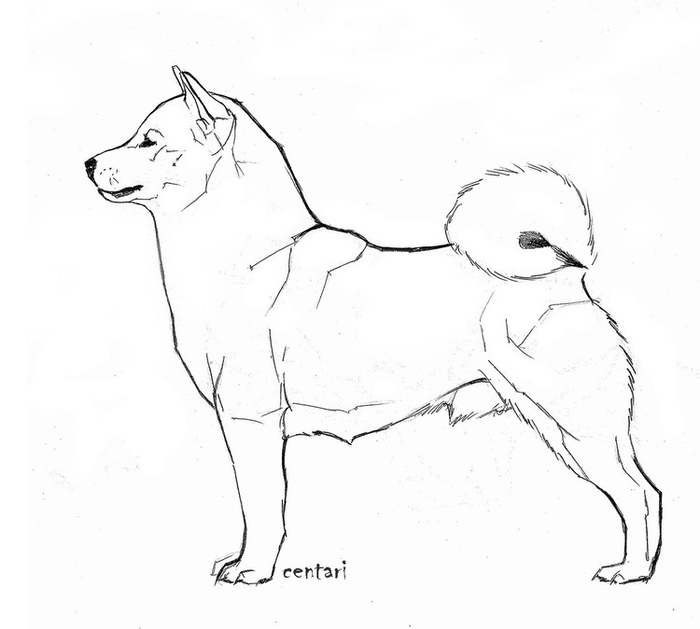 Стойка сиба-ину