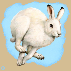 Иллюстрация для книги Брема «Жизнь животных» «Заяц»
