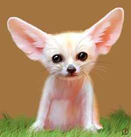 Иллюстрация для книги Брема «Жизнь животных» «Ушастая лисичка»