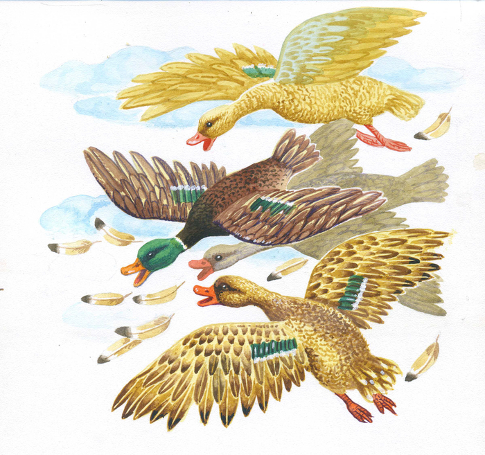 Кривенька качечка