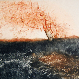 рыжая яблоня