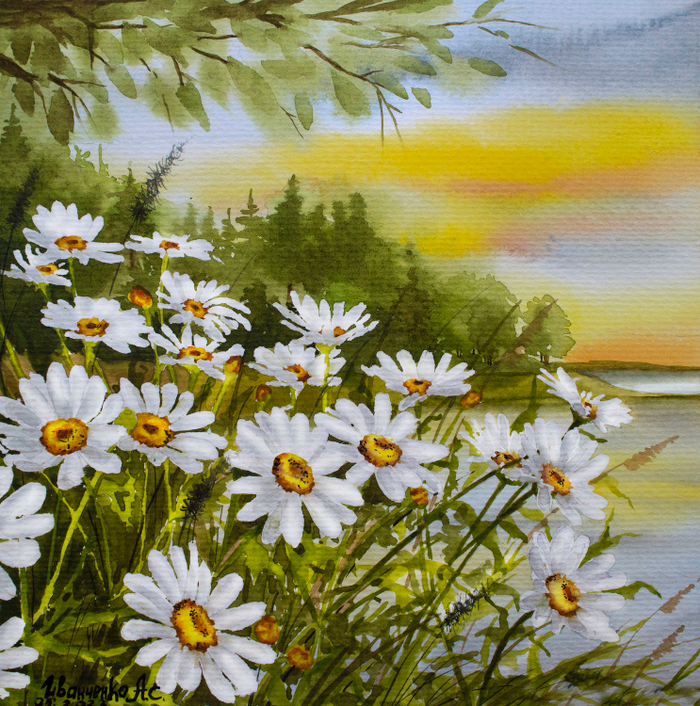 Пейзаж с закатом солнца и ромашками