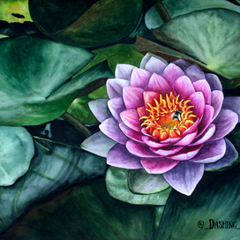 Водяная лилия