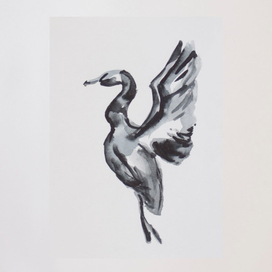 Чёрный Селезень