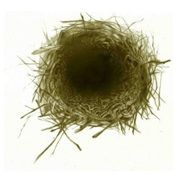 Иллюстрации к сборнику "Вянок" М.Багдановiча