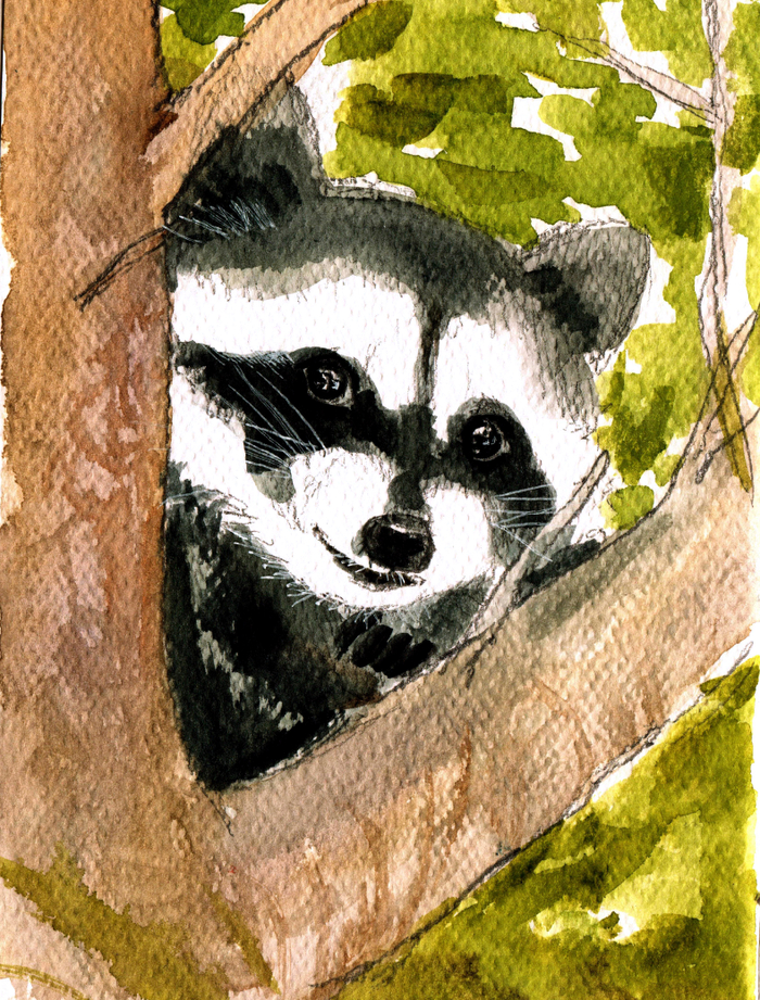 Енот. Скетч.