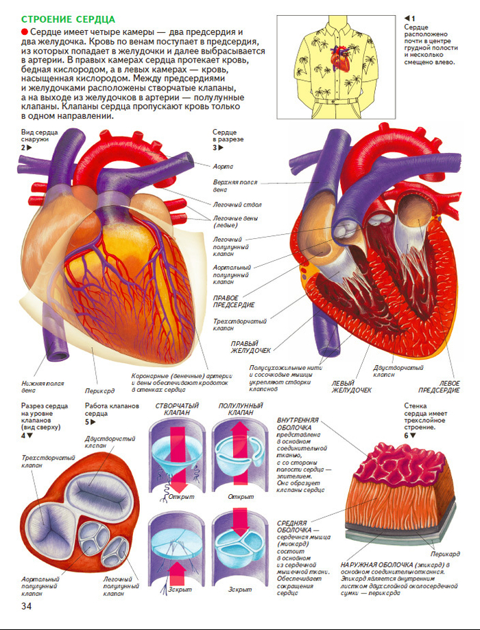 анатомия человека. сердце