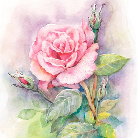 Розовая роза с бутонами и листьями