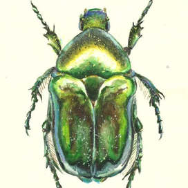 жук бронзовка