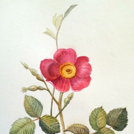 Акварельные ботанические зарисовки