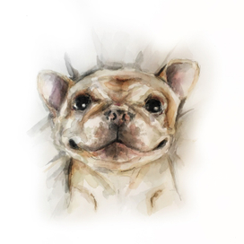 Французский бульдог 