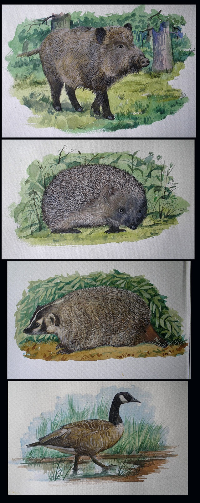 животные для атласа