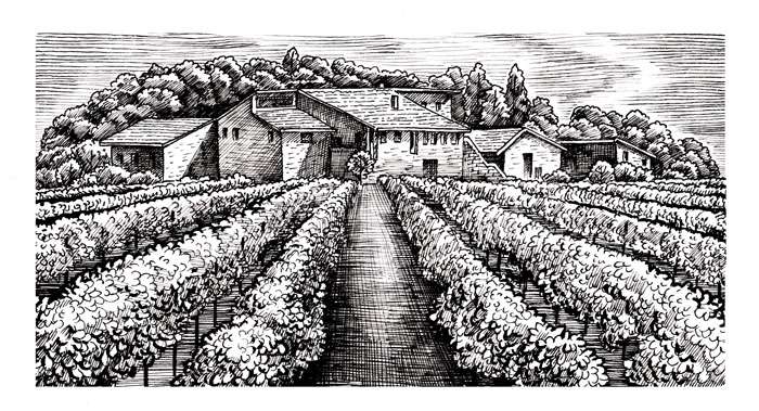 Иллюстрация для этикетки вина