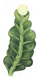 Одонтосхизма оголенная