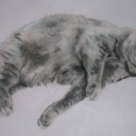 Все любят котиков