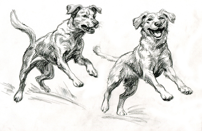 Собаки. Скетч