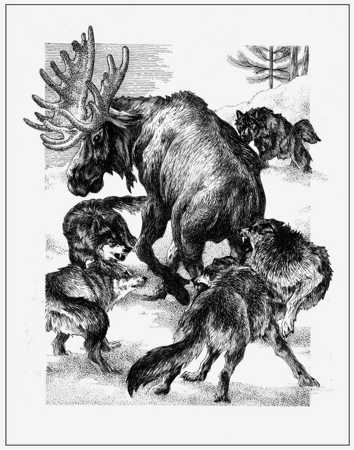 Битва клыков. Лось