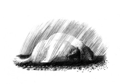 Иллюстрация к историческому роману Андрея Семина "Амадо"