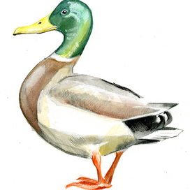 Кряква. Селезень