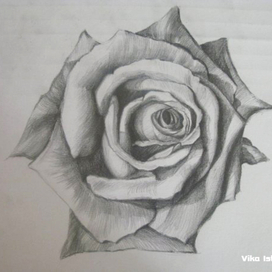 Распустившаяся роза