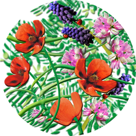 маки деколь