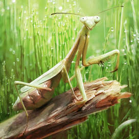 иллюстрация богомол