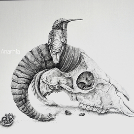 Череп и колибри