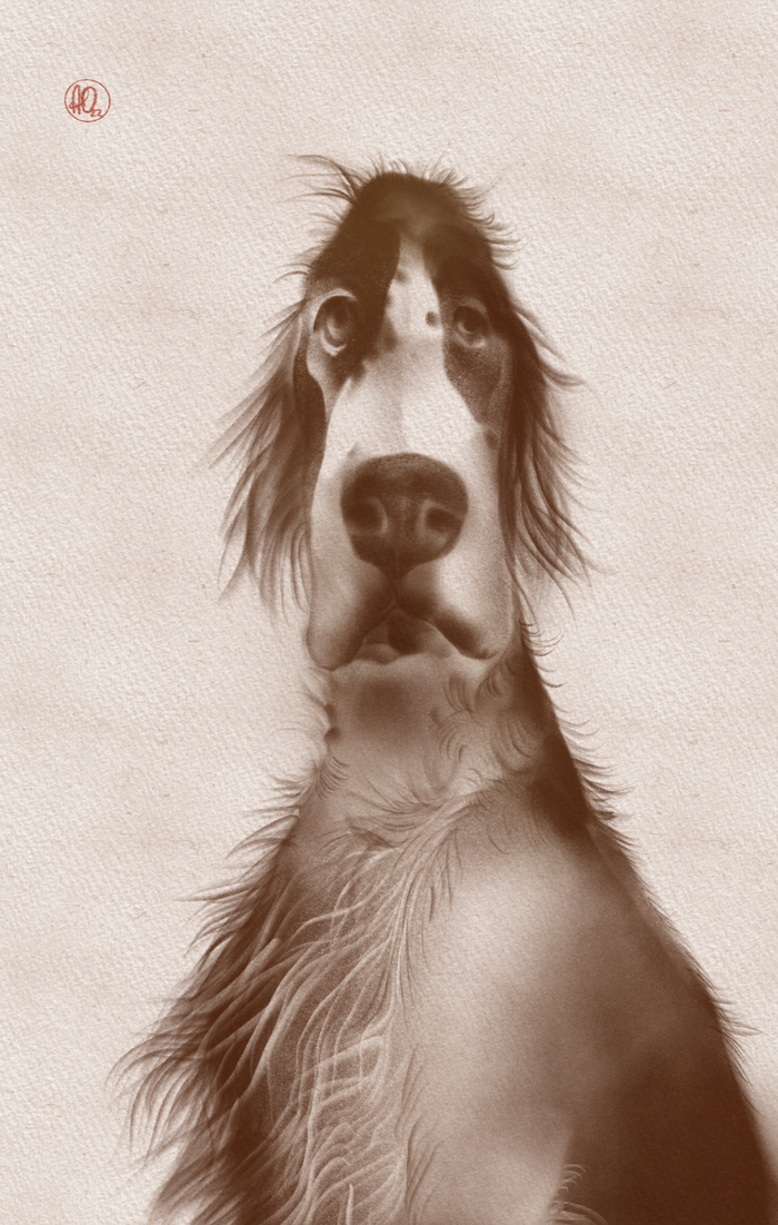 Сеттер проснулся