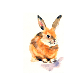 rabbit