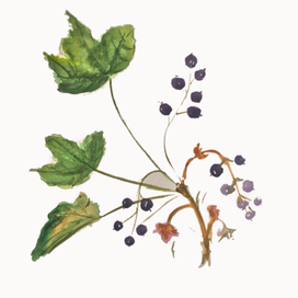 Веточка смородины