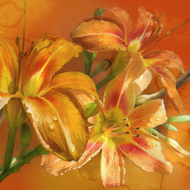 прошлогодний лилейник