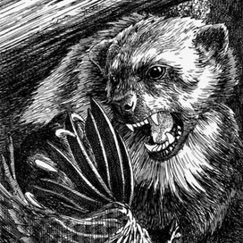 Возвращение росомахи. Илл.7