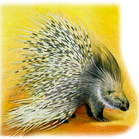 Дикобраз