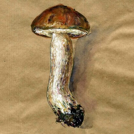 подосиновик