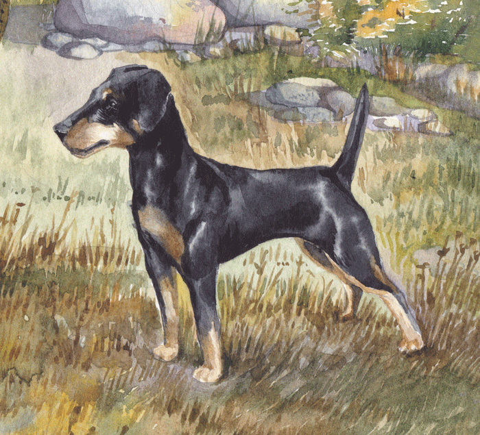 Ягдтерьер. Фрагмент иллюстрации.