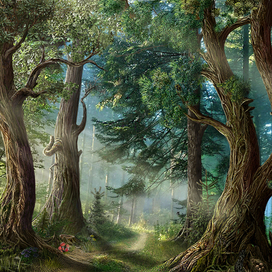 лесная тропинка