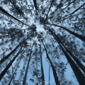 Деревья в небе