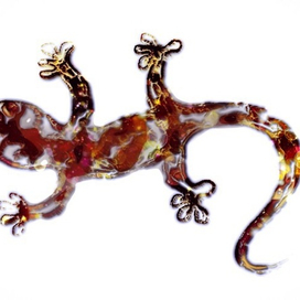 саламандра