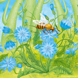 Цикорий (цветы)