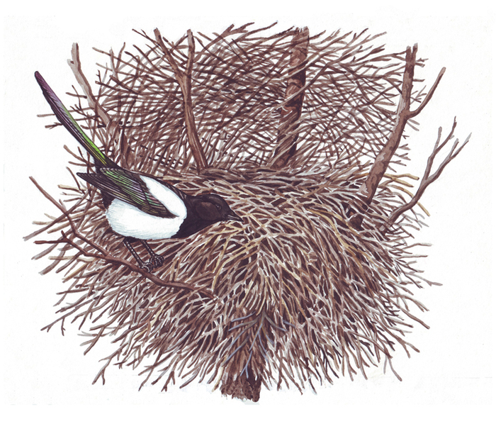 Гнездо сороки.