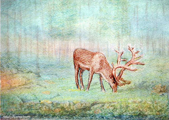 В КРАЮ НЕПУГАНЫХ ОЛЕНЕЙ