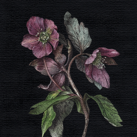 Морозник восточный