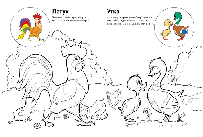 петух и утка