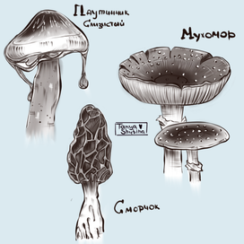 Mushrooms 