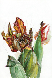 Тюльпан (эскиз)