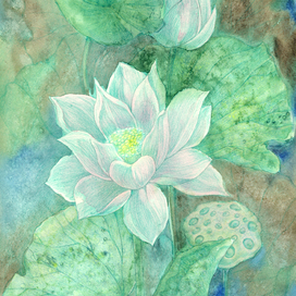 Лотос в зелени
