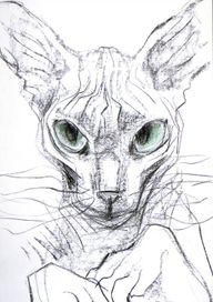 Портрет Кота 