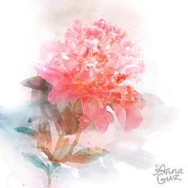 Пион. акварельный этюд