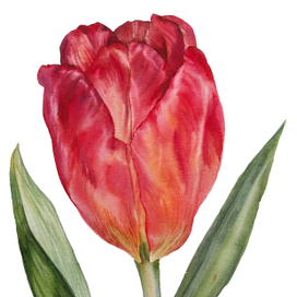 botanical illustration